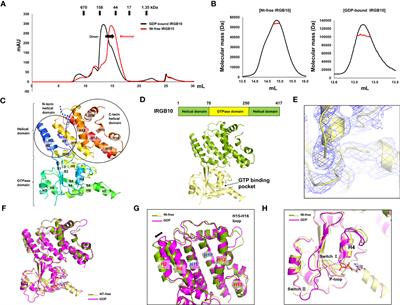 Structural basis of IRGB10 oligomerization by GTP hydrolysis